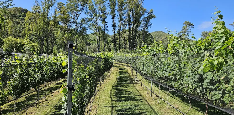 Un vino cordobés Sauvignon Blanc logró destacarse a nivel internacional