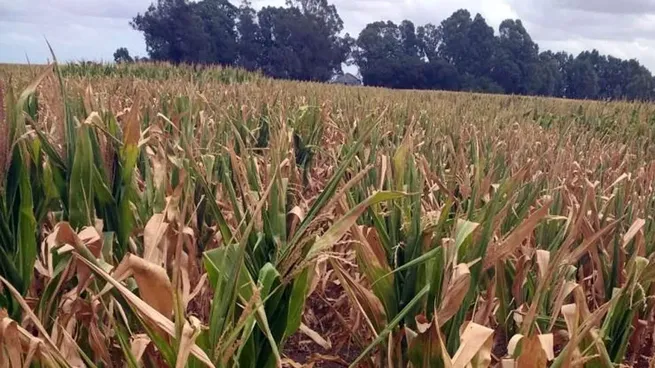 El Gobierno declaró la emergencia agropecuaria en Chubut, Santa Cruz y zonas de Mendoza